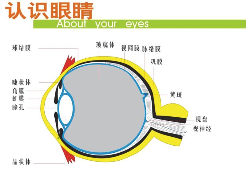 视力急剧下降可能是"视网膜脱落"