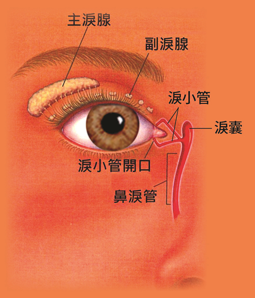 孩子一直流眼泪眼屎多,小儿泪道阻塞需及时治疗否则后果很严重